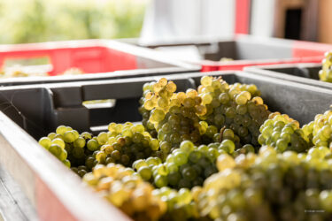 Vendanges Les Arpentis