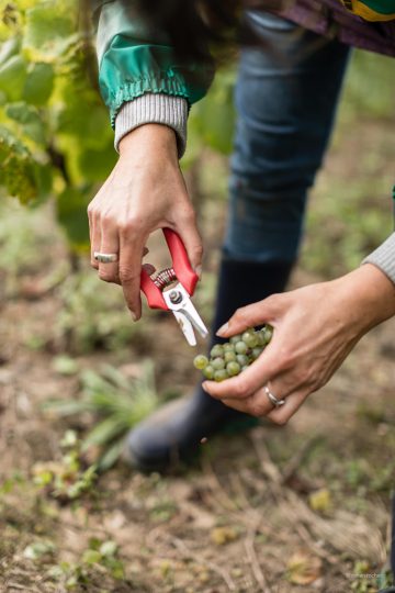 Vendanges Les Arpentis