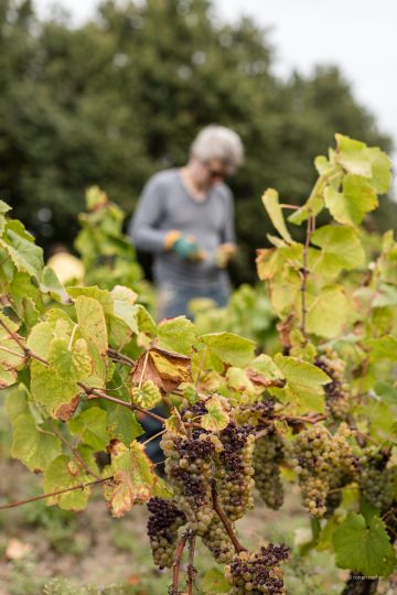 Vendanges Les Arpentis