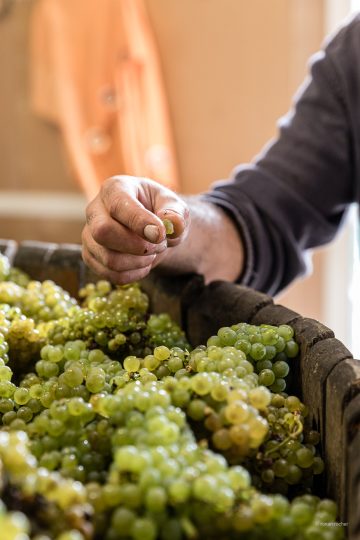 Vendanges Les Arpentis