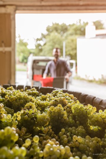 Vendanges Les Arpentis