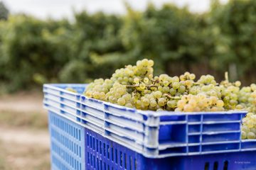 Vendanges Les Arpentis