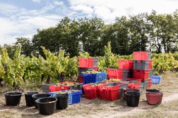 Vendanges Les Arpentis