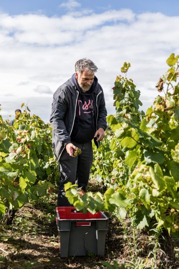 Vendanges Les Arpentis