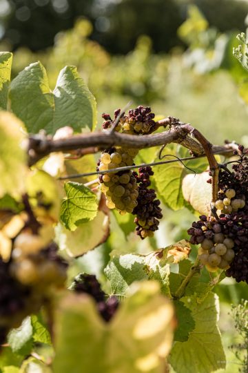 Vendanges Les Arpentis