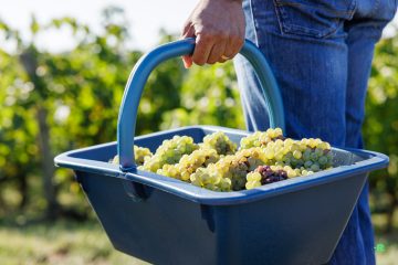 Vendanges au Domaine Musset-Roullier