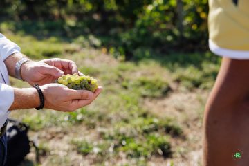 Vendanges au Domaine Musset-Roullier