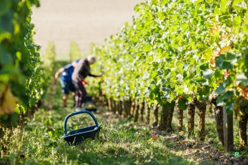 Vendanges au Domaine Musset-Roullier