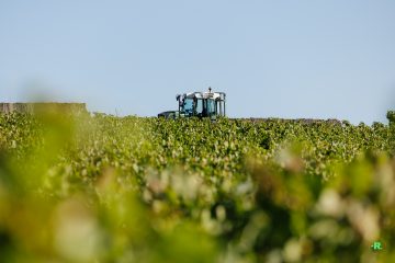 Vendanges au Domaine Musset-Roullier