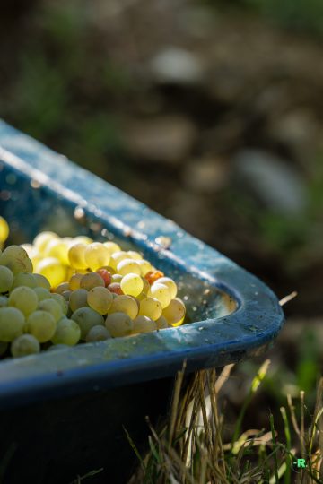 Vendanges au Domaine Musset-Roullier