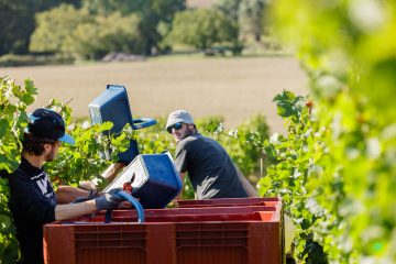 Vendanges au Domaine Musset-Roullier