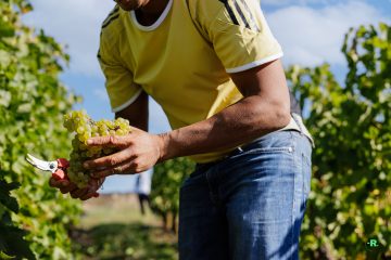 Vendanges au Domaine Musset-Roullier