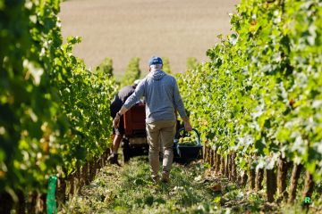 Vendanges au Domaine Musset-Roullier