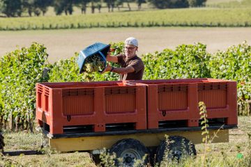 Vendanges au Domaine Musset-Roullier